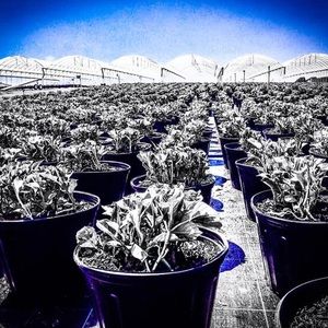 Meet your Posher, Marcos